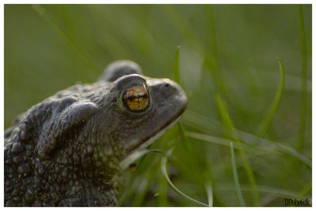 frog