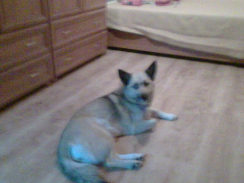 MoJ pIeS