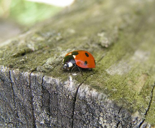 Wpis magdusia2411