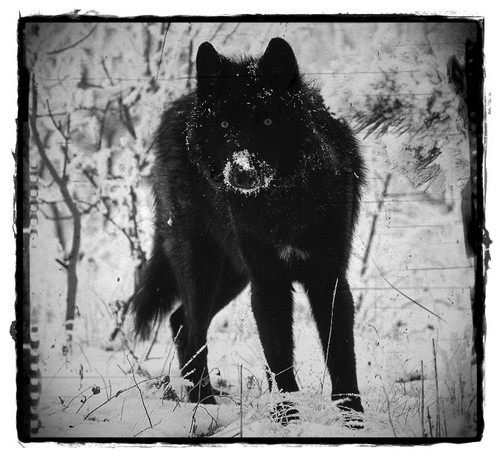 .Black Wolf.