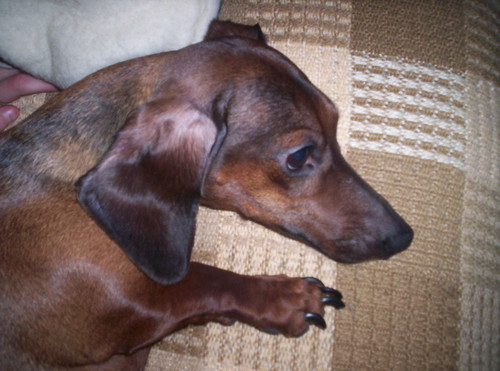 Nicia ;***