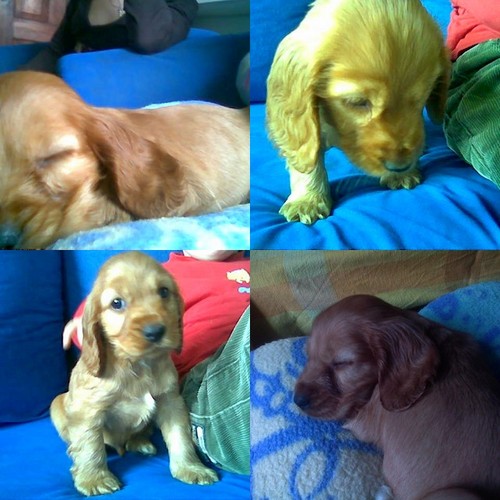 moj new piesio :))