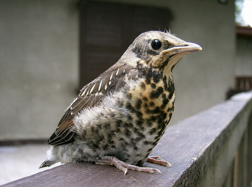 ptaszek 