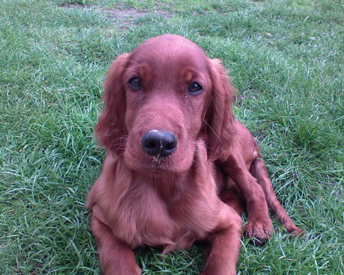 Tobi