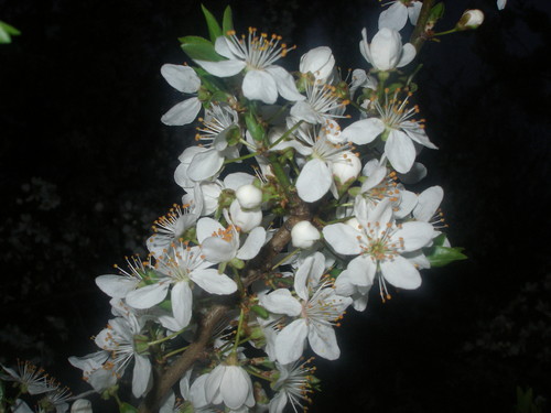The Spring