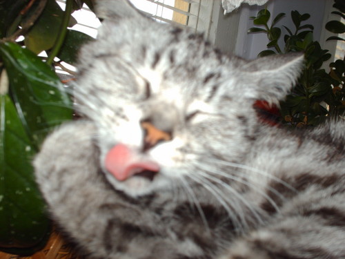misiuch
