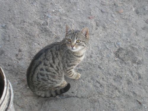 kotek