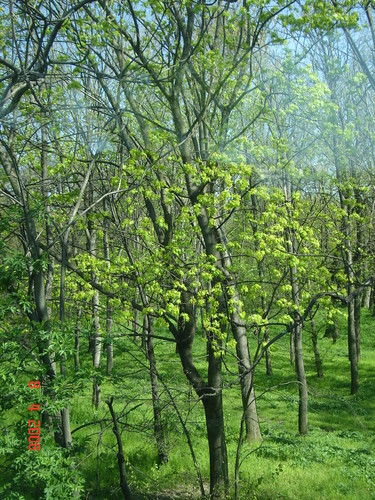 wiosennie