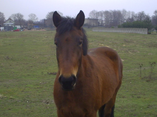 Wpis horcik