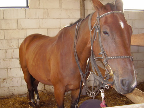Hercio :)