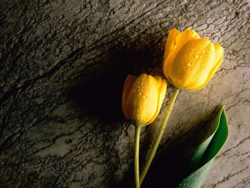 Tulipan
