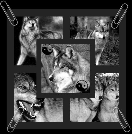 Wolws
