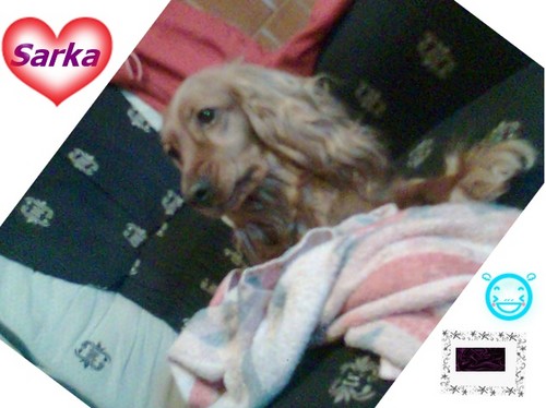 =Sarka=
