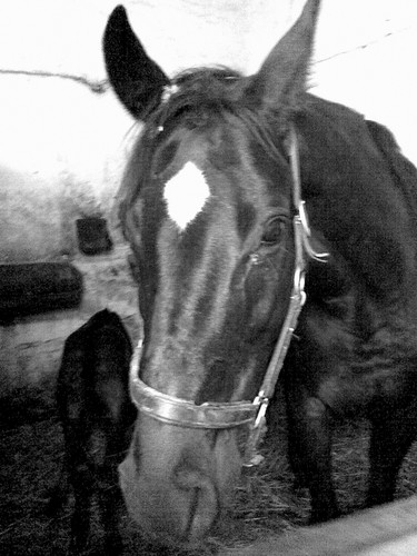 Wpis horses07