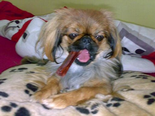 Misia