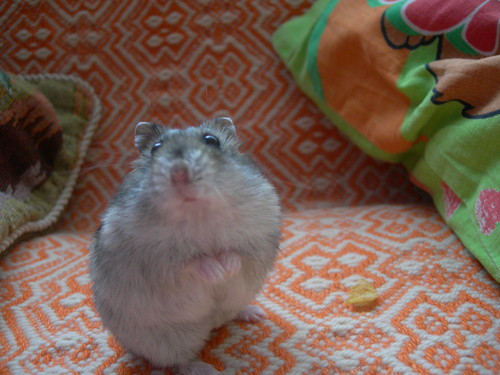 Milu