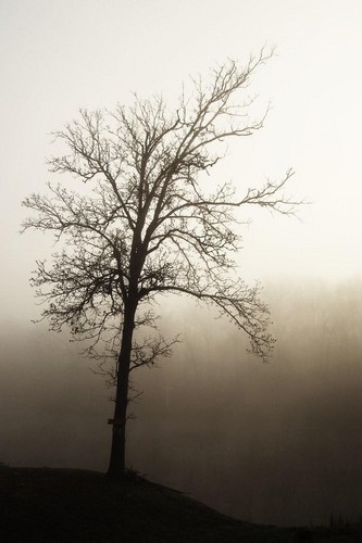 A foggy day...