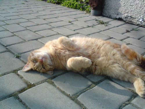 Tajgi :***