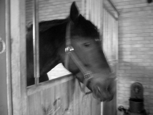 Wpis horses07