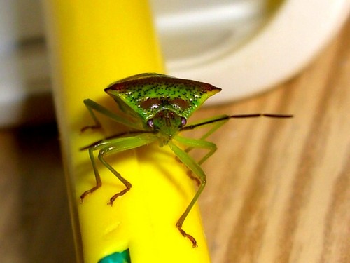 Makro!!!