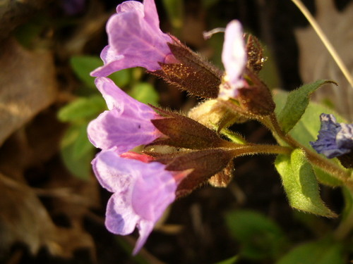 Wpis pseudoona