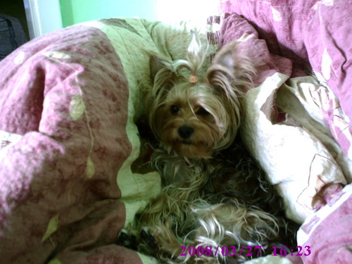 Mj szalony YorkShireTerrier :)