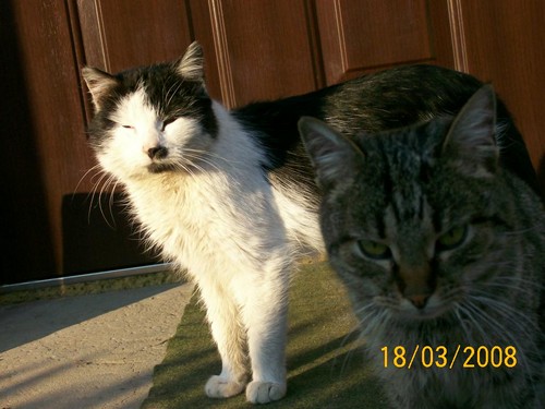 kociaki ;*