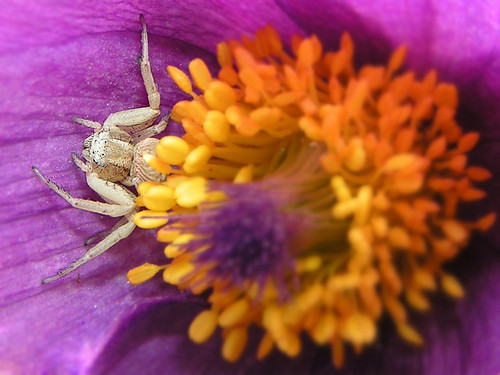 Tusiolus Pospolitus