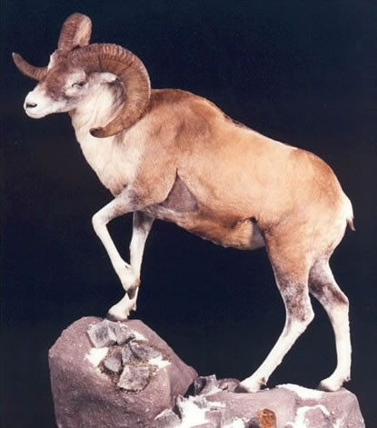 Argali - najwiksza owca wiata