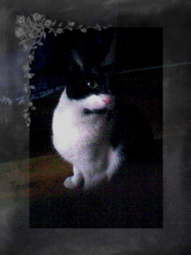 Moj Kotus ;**