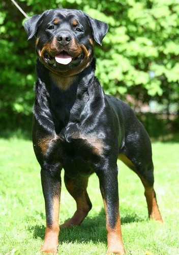 ROTTWEILER:*