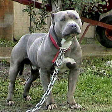 PiT BuLL