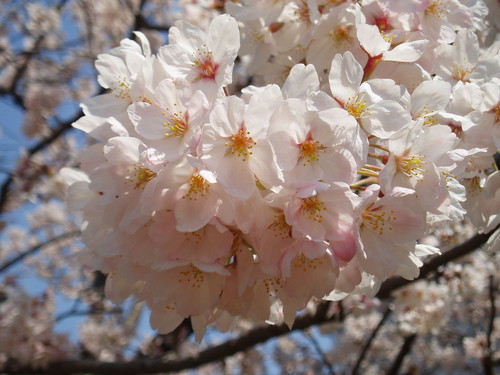 Sakura in Busan, KOREA