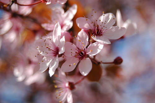 folwers