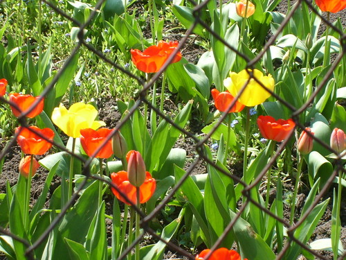Tulipanki