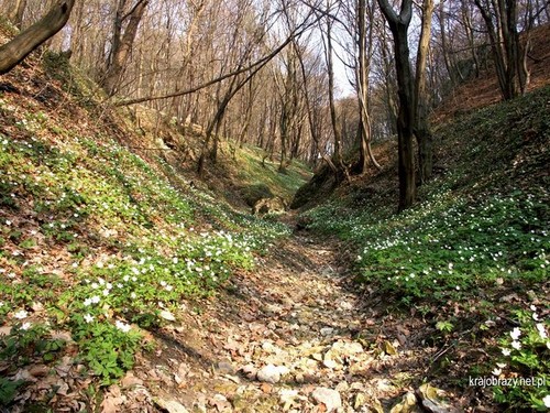 wiosna