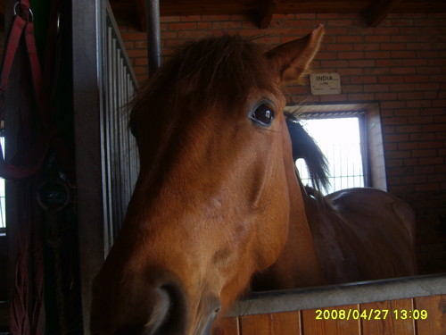 Wpis horses07