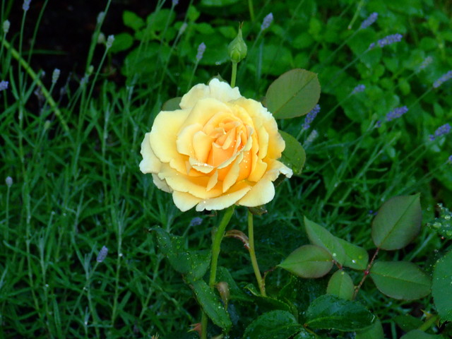 ...yellow rose...