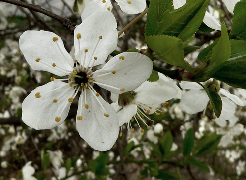 Winia