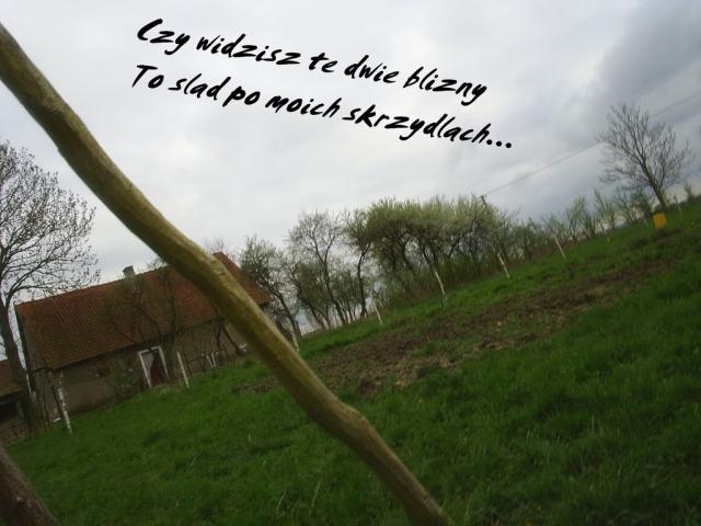 Widz ....