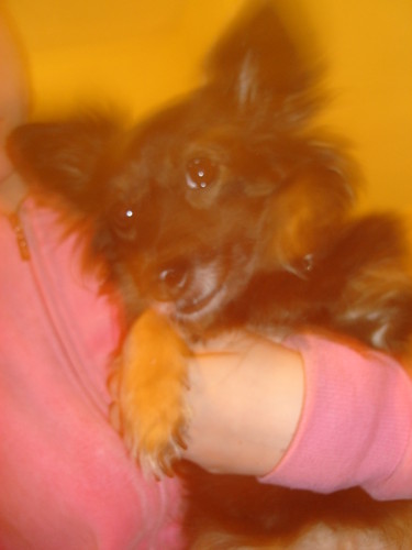 Wpis moncikwikimarycha