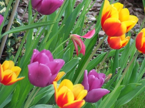 ...tulips in my garden...