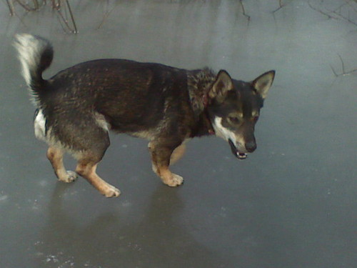 Robak..xdd