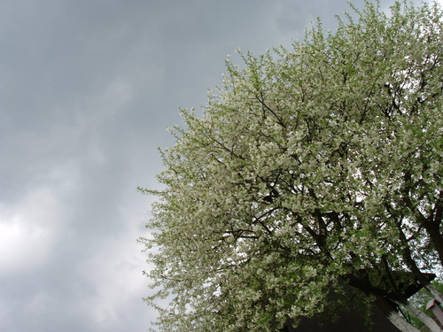 Drzewko .