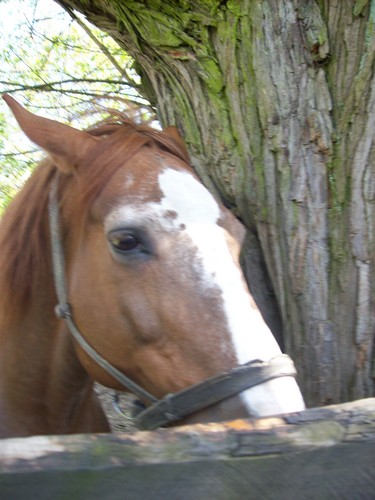 Konik 