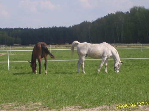 Wpis horses07