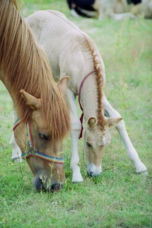 Sweet Horses 
