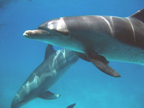 Delfinki