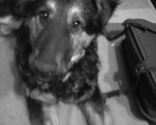 Wpis buleczqaaa