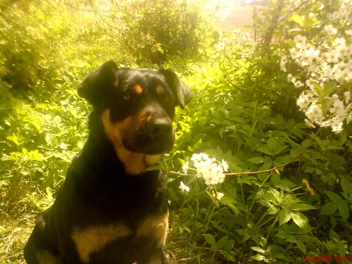my sweet dog....